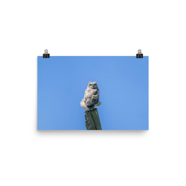 Baby Great horned owl! Photo paper poster - Image 7