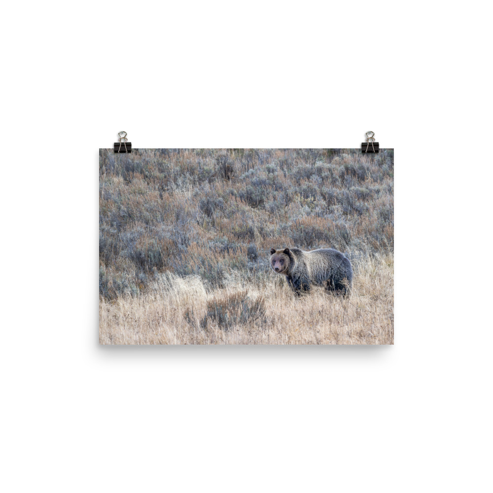 Grizzly bear! Photo paper poster - Image 7