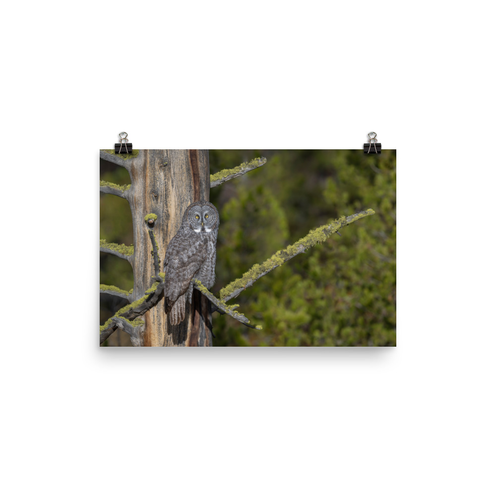 Great Grey Owl Basking in the Sun! Photo paper poster - Image 7