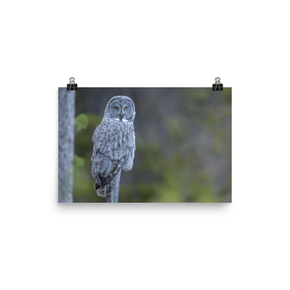 Great Grey Owl! Photo paper poster - Image 5