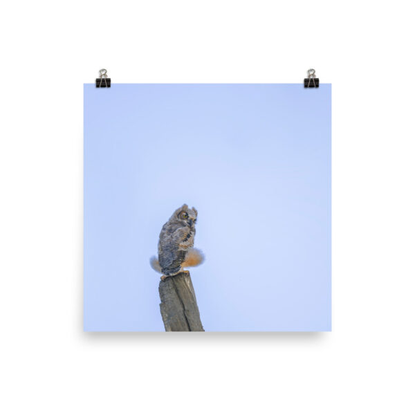 Baby Great Horned Owl! Photo paper poster - Image 8