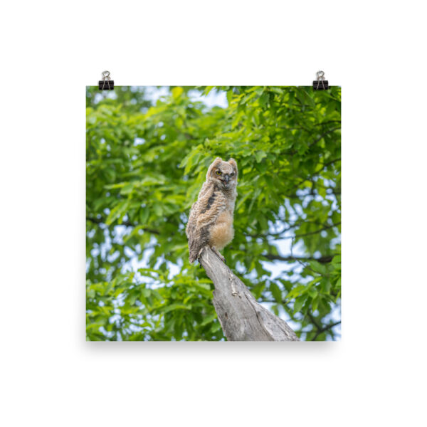 Baby Great horned owl! Photo paper poster - Image 8