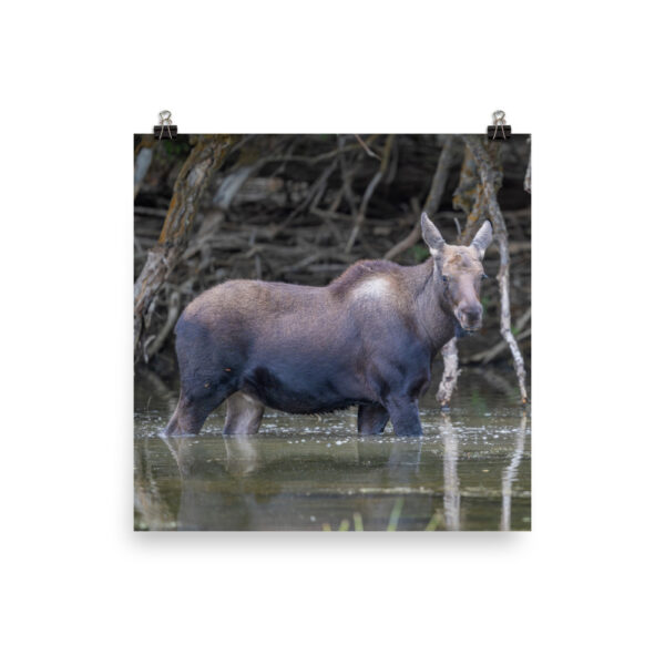 Baby Moose! Photo paper poster - Image 8