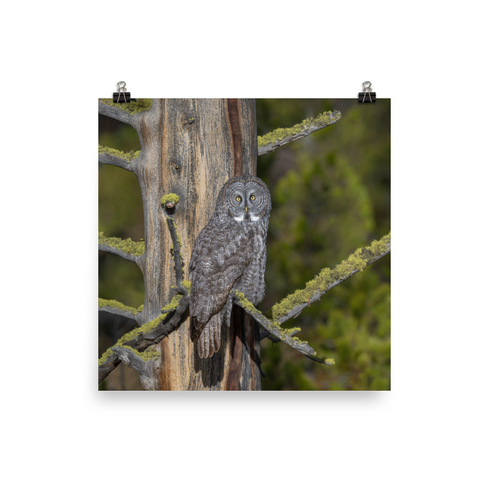 Great Grey Owl Basking in the Sun! Photo paper poster - Image 8