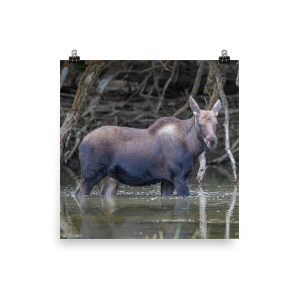 Baby Moose! Photo paper poster - Image 9