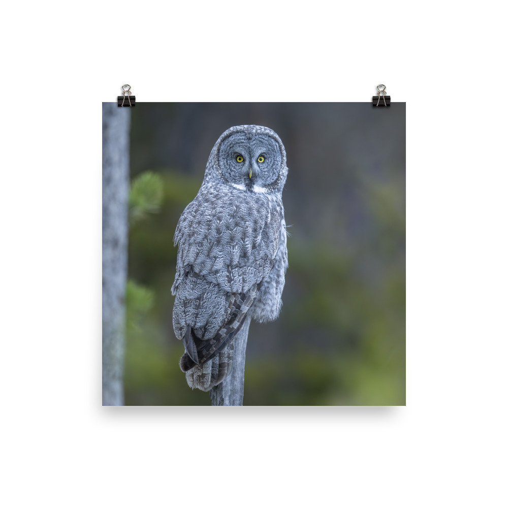 Great Grey Owl! Photo paper poster - Image 7