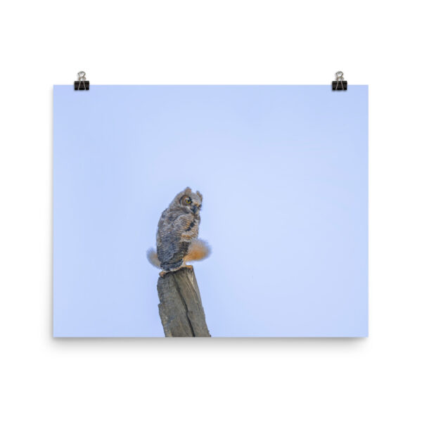 Baby Great Horned Owl! Photo paper poster - Image 10