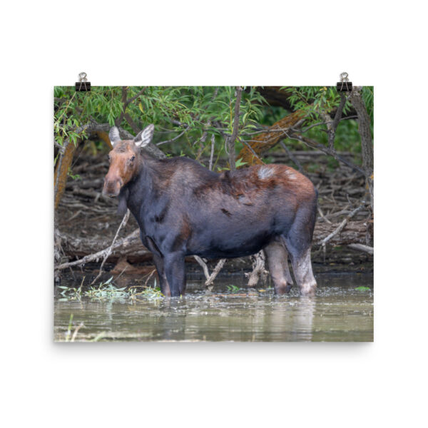 Portrait of a Mama Moose! Photo paper poster - Image 10