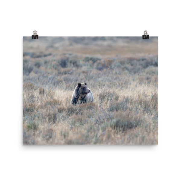 Grizzly bear! Photo paper poster - Image 10