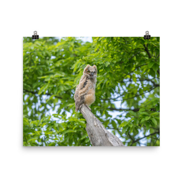 Baby Great horned owl! Photo paper poster - Image 10