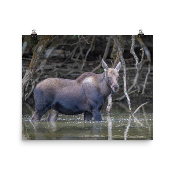 Baby Moose! Photo paper poster - Image 10
