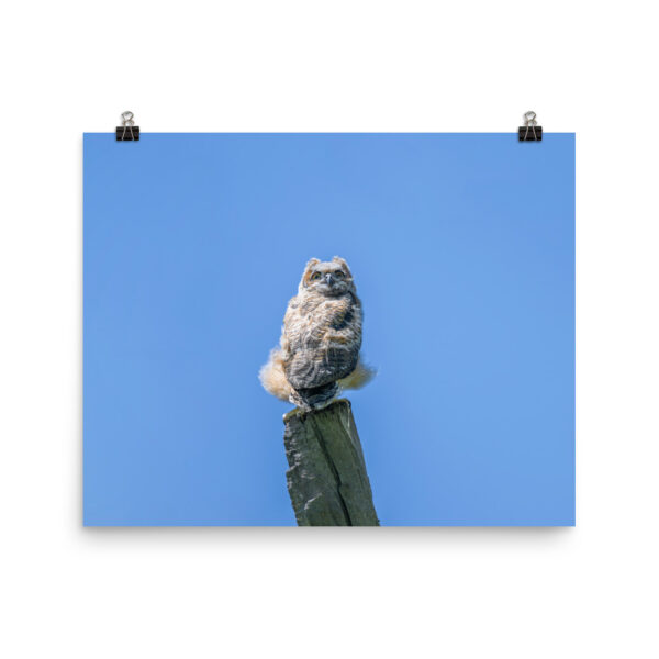 Baby Great horned owl! Photo paper poster - Image 10
