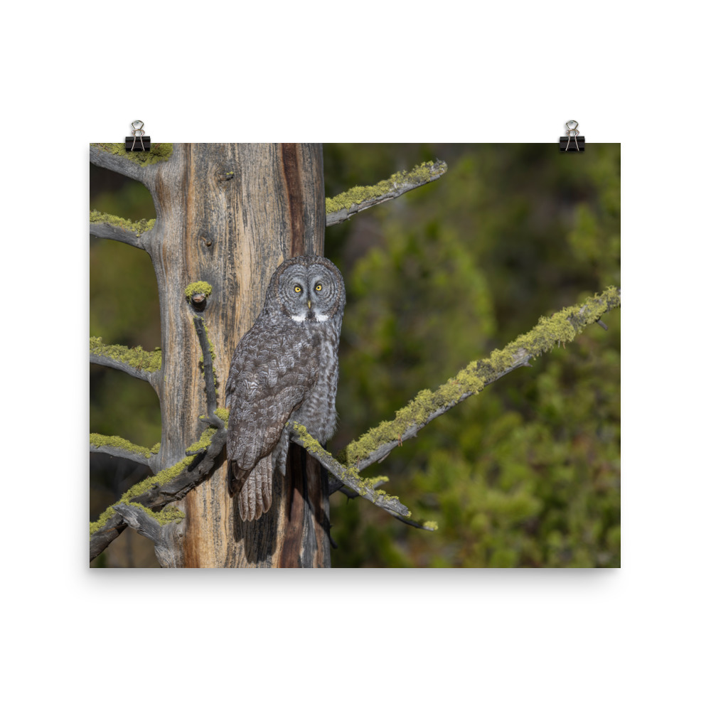 Great Grey Owl Basking in the Sun! Photo paper poster - Image 10