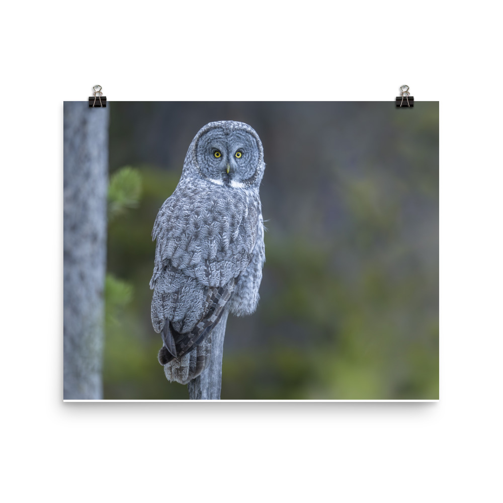 Great Grey Owl! Photo paper poster - Image 8