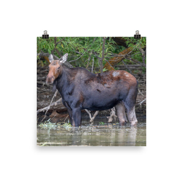 Portrait of a Mama Moose! Photo paper poster - Image 11