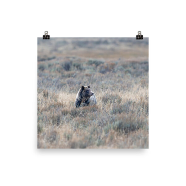 Grizzly bear! Photo paper poster - Image 11