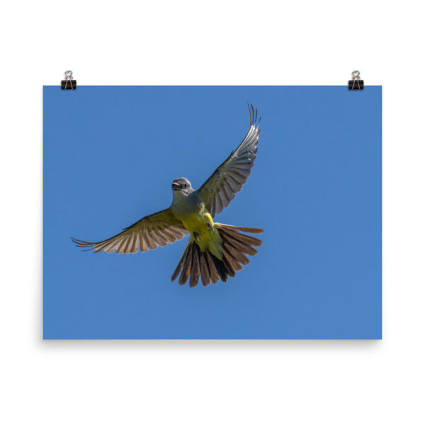 Western Kingbird Hovering Blue Sky! Photo paper poster - Image 12