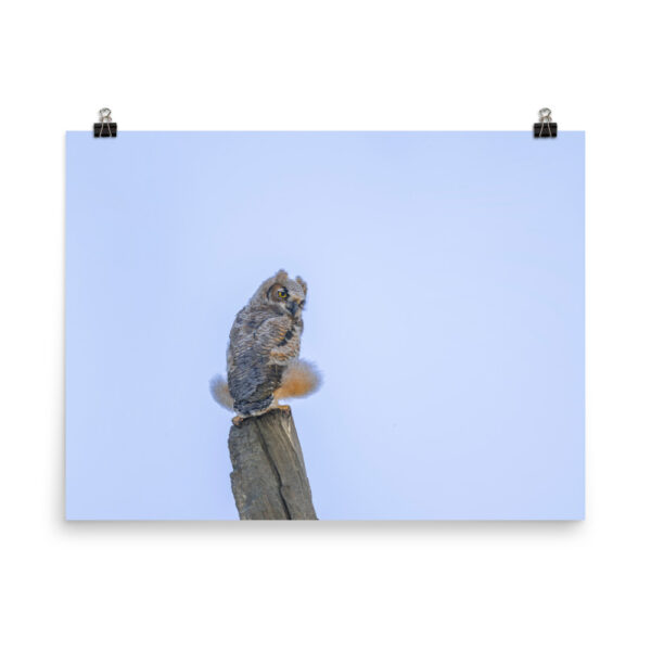 Baby Great Horned Owl! Photo paper poster - Image 12