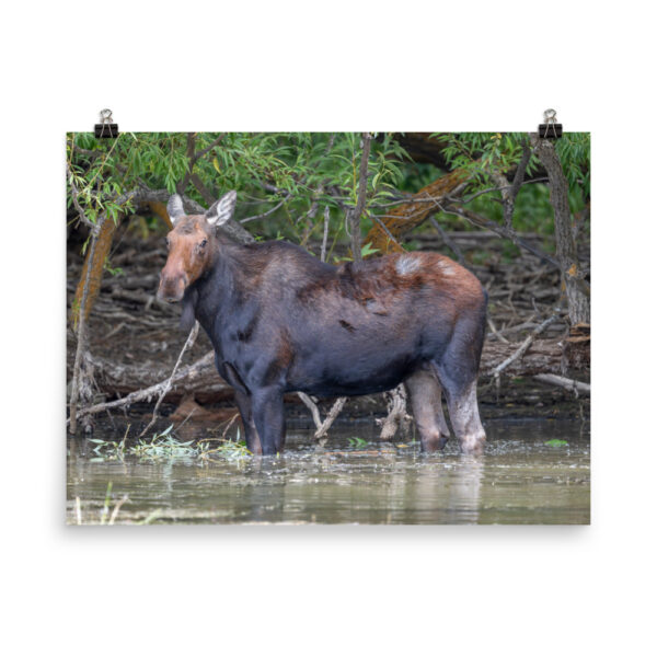 Portrait of a Mama Moose! Photo paper poster - Image 12