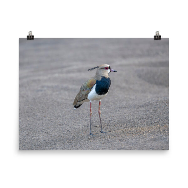 Southern lapwing! Photo paper poster - Image 12