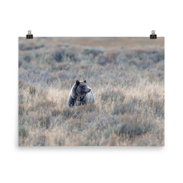 Grizzly bear! Photo paper poster - Image 12