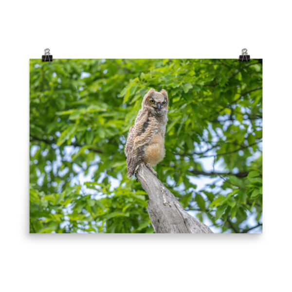 Baby Great horned owl! Photo paper poster - Image 12