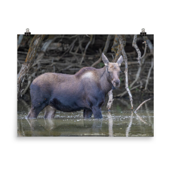 Baby Moose! Photo paper poster - Image 12