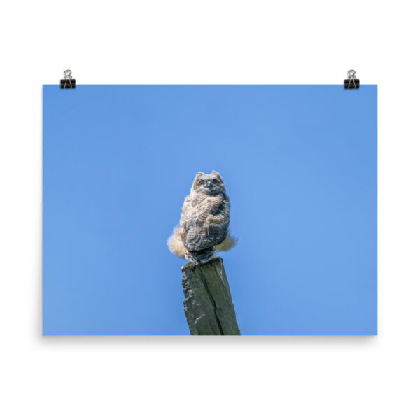 Baby Great horned owl! Photo paper poster - Image 12
