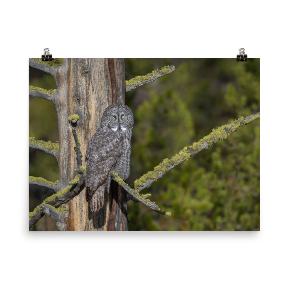 Great Grey Owl Basking in the Sun! Photo paper poster - Image 12