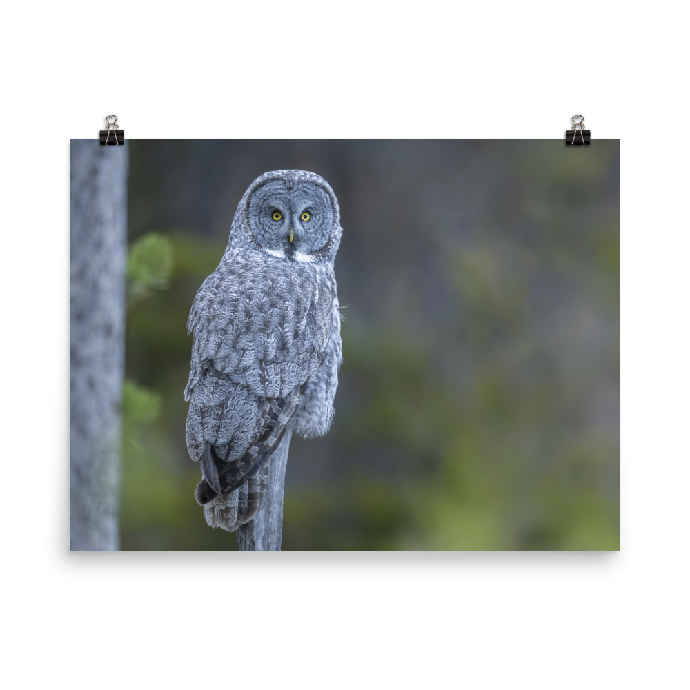 Great Grey Owl! Photo paper poster - Image 10