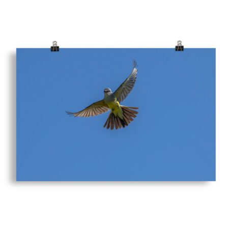 Western Kingbird Hovering Blue Sky! Photo paper poster