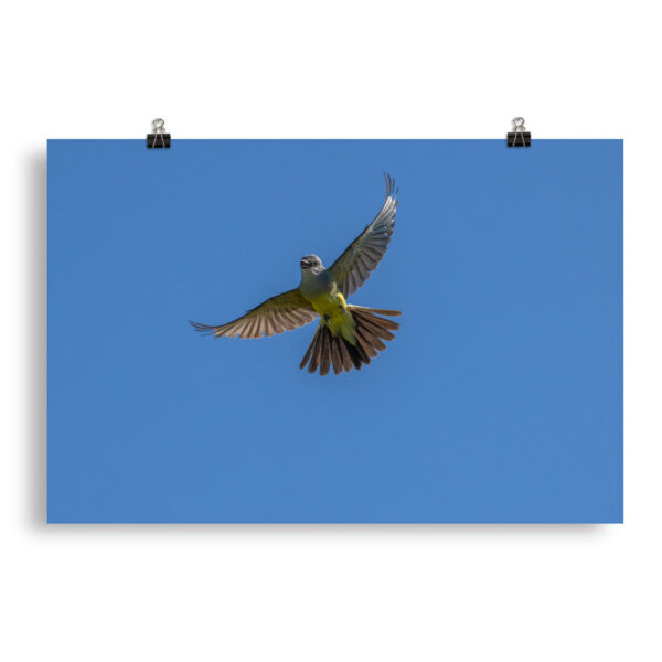Western Kingbird Hovering Blue Sky! Photo paper poster