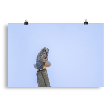 Baby Great Horned Owl! Photo paper poster