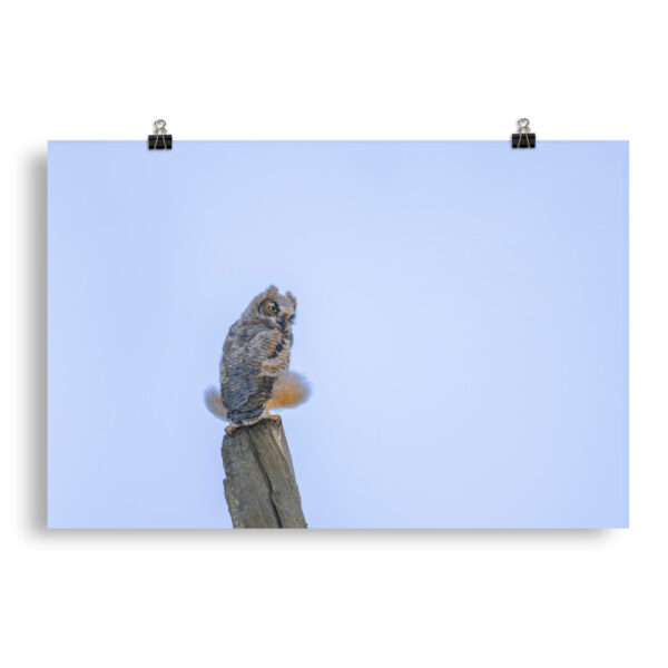 Baby Great Horned Owl! Photo paper poster