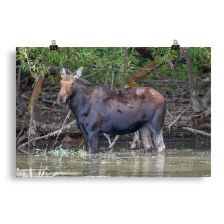 Portrait of a Mama Moose! Photo paper poster