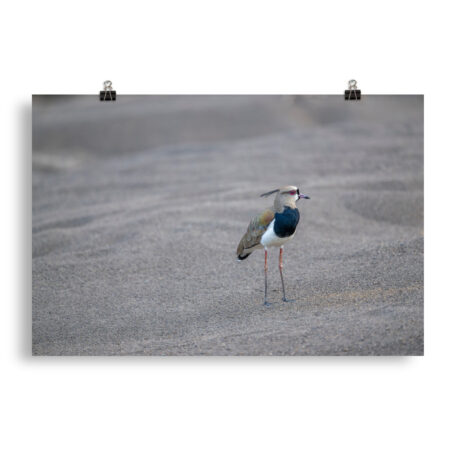 Southern lapwing! Photo paper poster