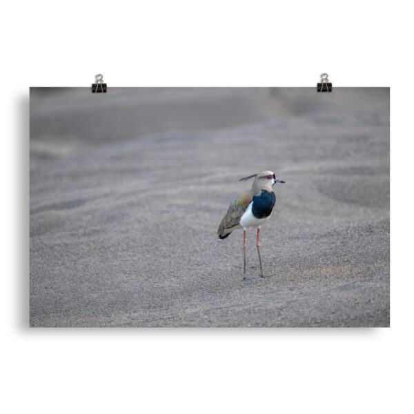 Southern lapwing! Photo paper poster