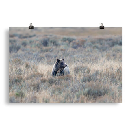 Grizzly bear! Photo paper poster