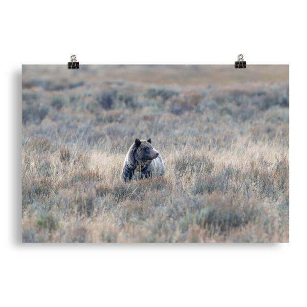 Grizzly bear! Photo paper poster