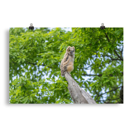 Baby Great horned owl! Photo paper poster