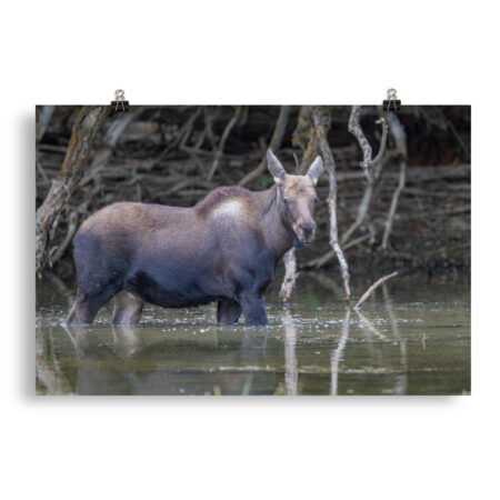 Baby Moose! Photo paper poster
