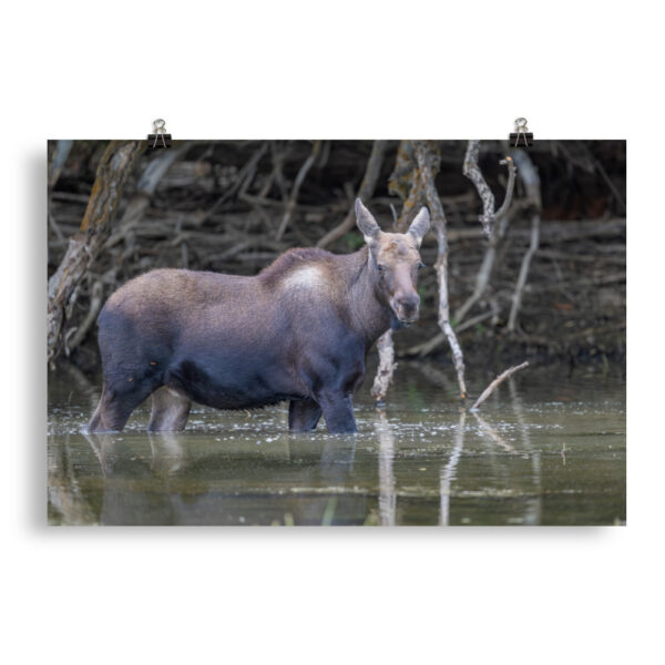 Baby Moose! Photo paper poster