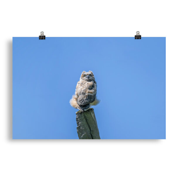 Baby Great horned owl! Photo paper poster