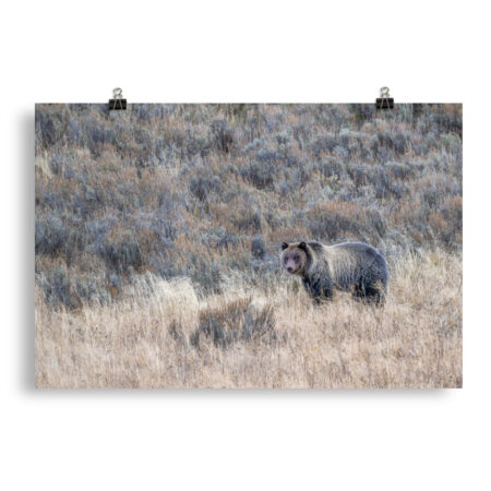 Grizzly bear! Photo paper poster