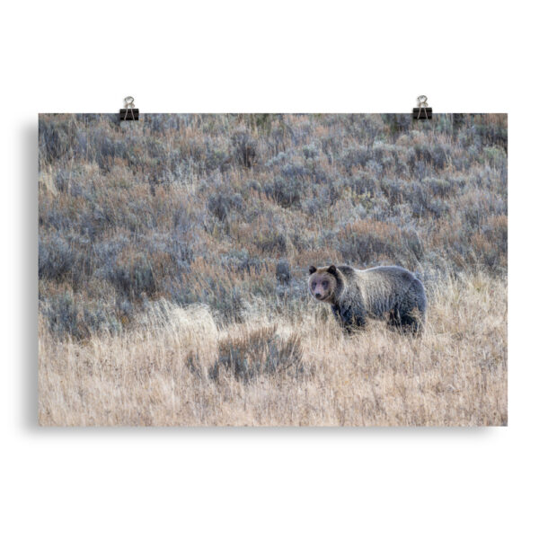 Grizzly bear! Photo paper poster