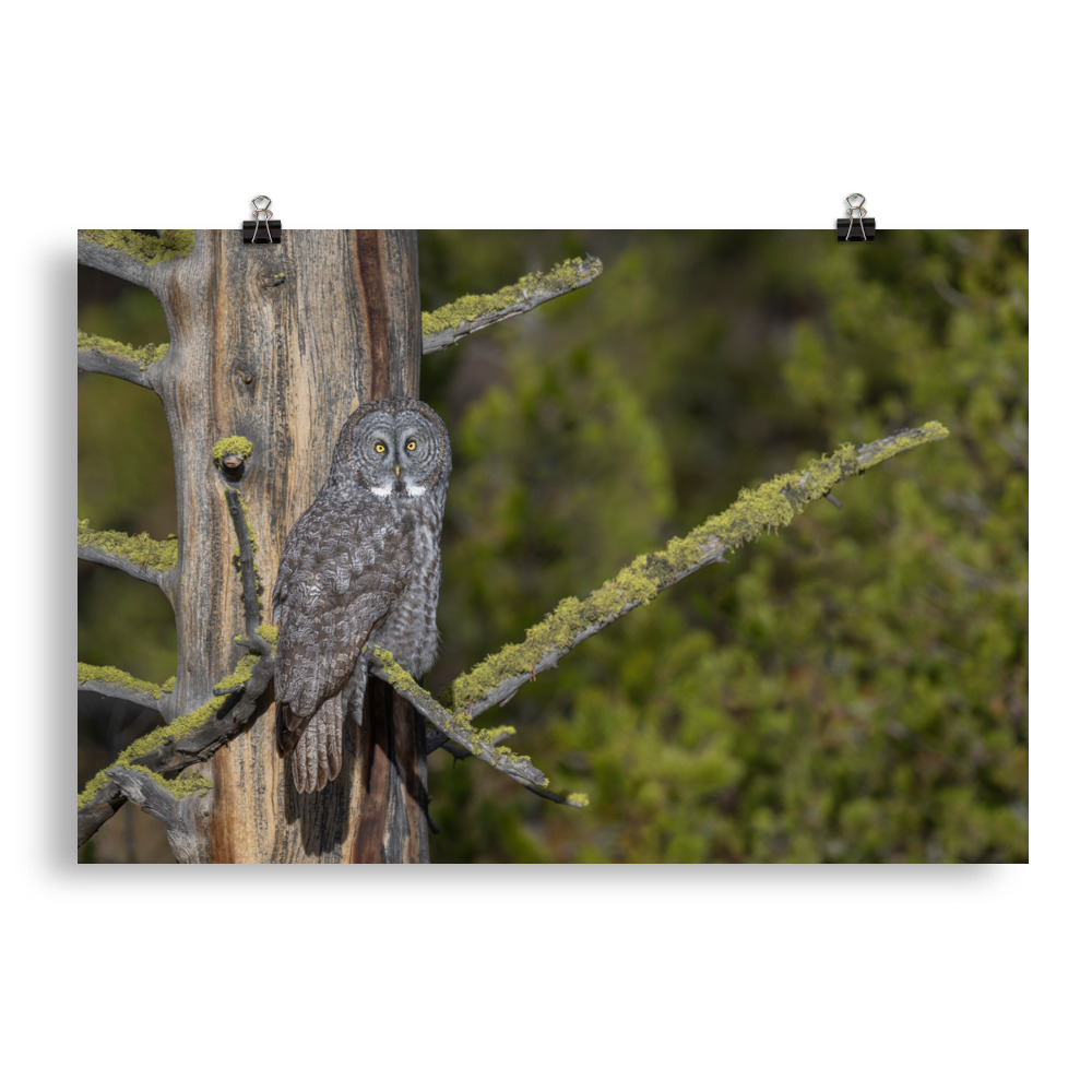 Great Grey Owl Basking in the Sun! Photo paper poster