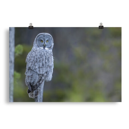 Great Grey Owl! Photo paper poster