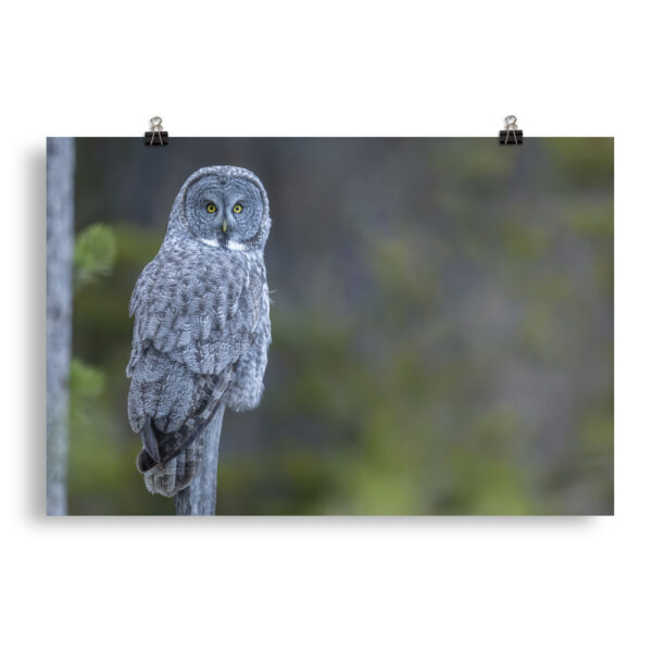 Great Grey Owl! Photo paper poster