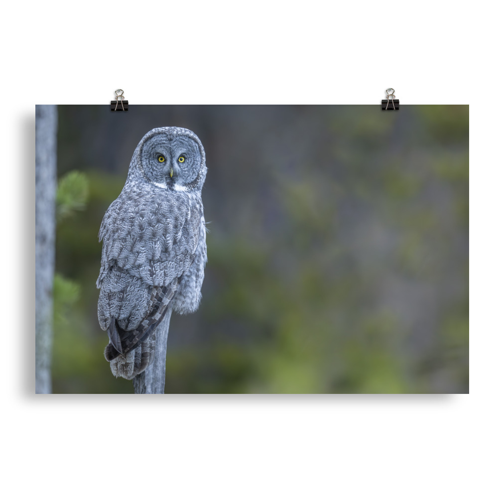 Great Grey Owl! Photo paper poster