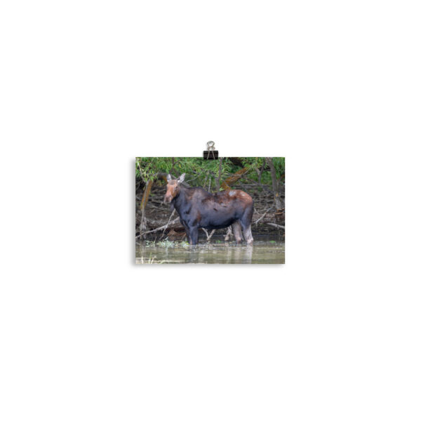 Portrait of a Mama Moose! Photo paper poster - Image 2